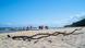 A group of people stroll along a beach